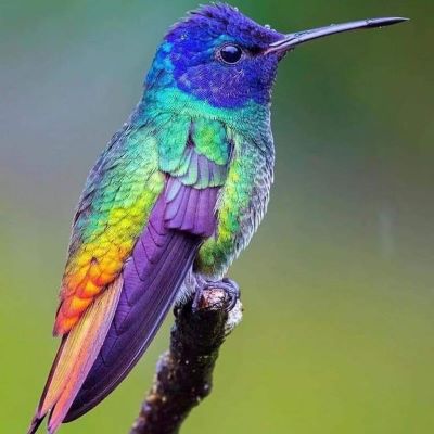 ma part de colibri
